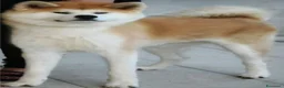 Akita Inu cani in vendita: Cucciolo Akita Inu Pedigree  - Annuncio 7