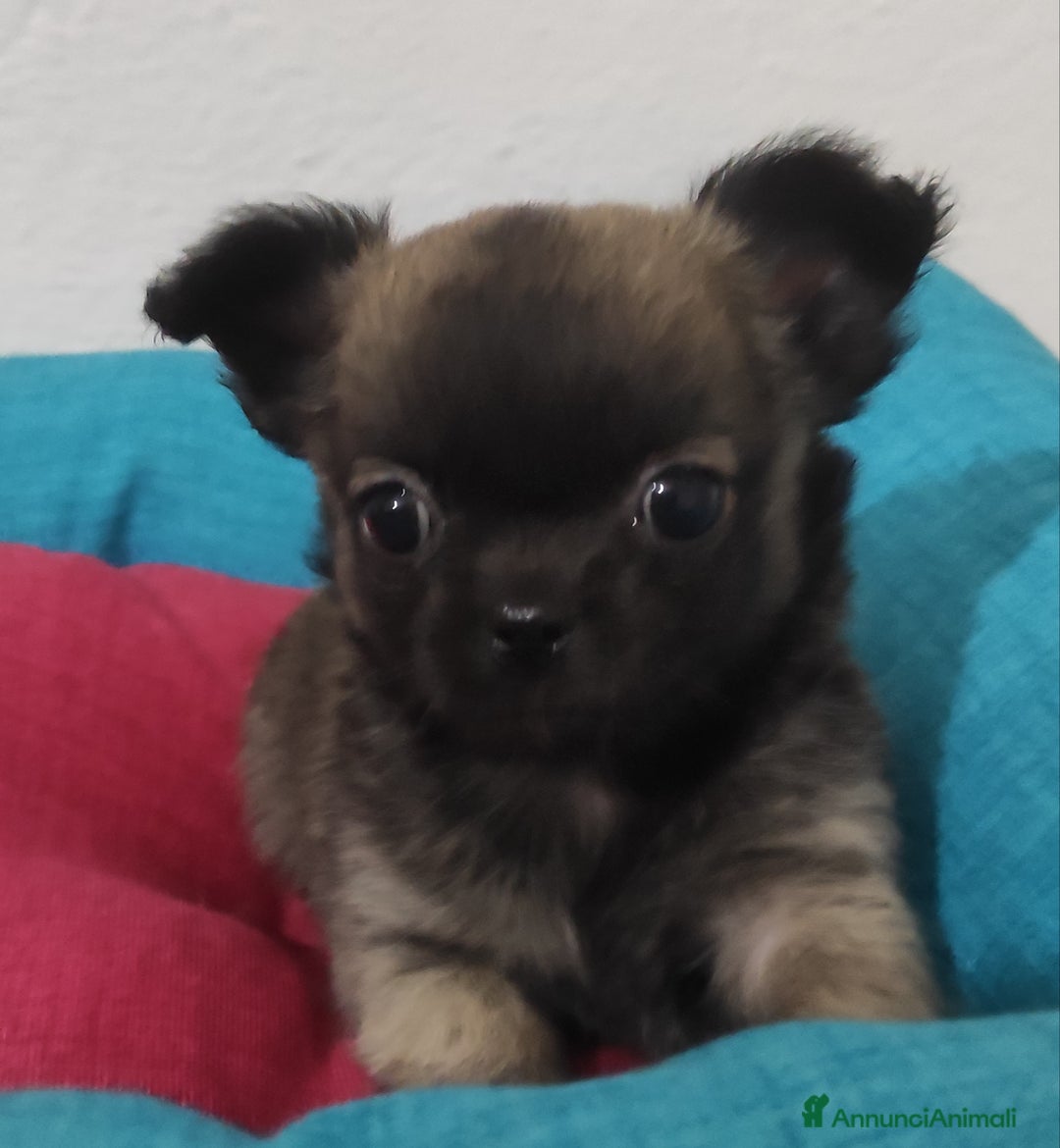 Chihuahua cani in vendita: Cuccioli di chihuahua a pelo lungo - Annuncio 5