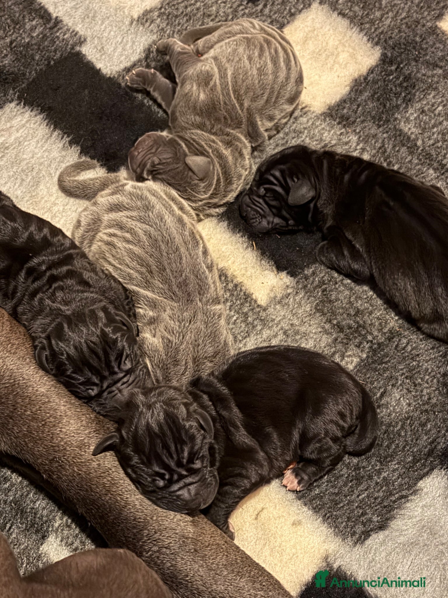 Alano cani Alano cuccioli - Annuncio 2