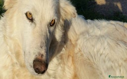 Pastore Maremmano cani in regalo: RINO, batuffolo tutto pelo e dolcezza - Immagine 13