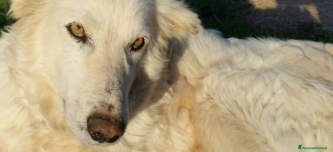 Pastore Maremmano cani in regalo: RINO, batuffolo tutto pelo e dolcezza - Annuncio 13
