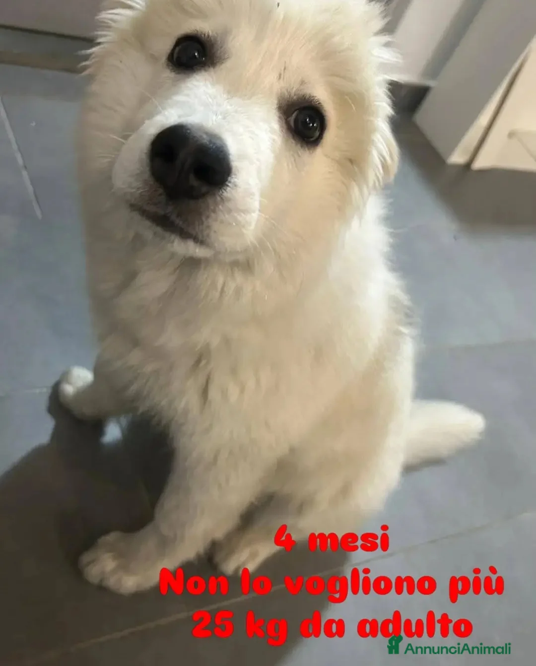 Meticcio cani in regalo: 4mesi splendido NON LO VOGLIONO +!! MILANO SOS - Annuncio 1
