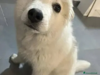 Meticcio cani 4mesi splendido NON LO VOGLIONO +!! MILANO SOS - Annuncio 34