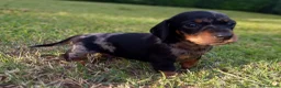 Bassotto cani in vendita: Bassotti pelo corto - Annuncio 3