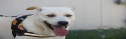 Meticcio cani in regalo: Joy in adozione - Annuncio 3