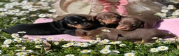 Bassotto cani in vendita: Bassotti pedigree Enci - Annuncio 7