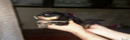 Spitz cani in vendita: Spitz di Pomerania black&tan femmina  - Annuncio 9