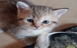 Scottish gatti in vendita: Gattini Scottish Straight  a Provincia di Modena - Immagine 27
