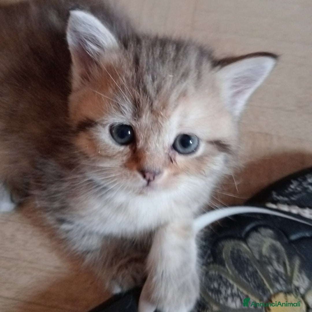 Scottish gatti in vendita: Gattini Scottish Straight  a Provincia di Modena - Immagine 27