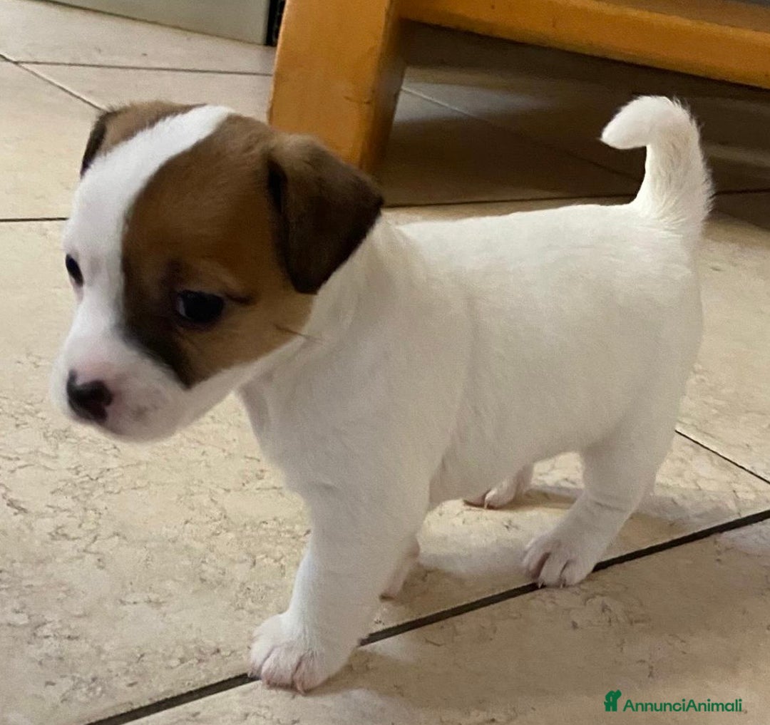 Jack Russell cani in vendita: Cuccioli jack russell - Annuncio 3