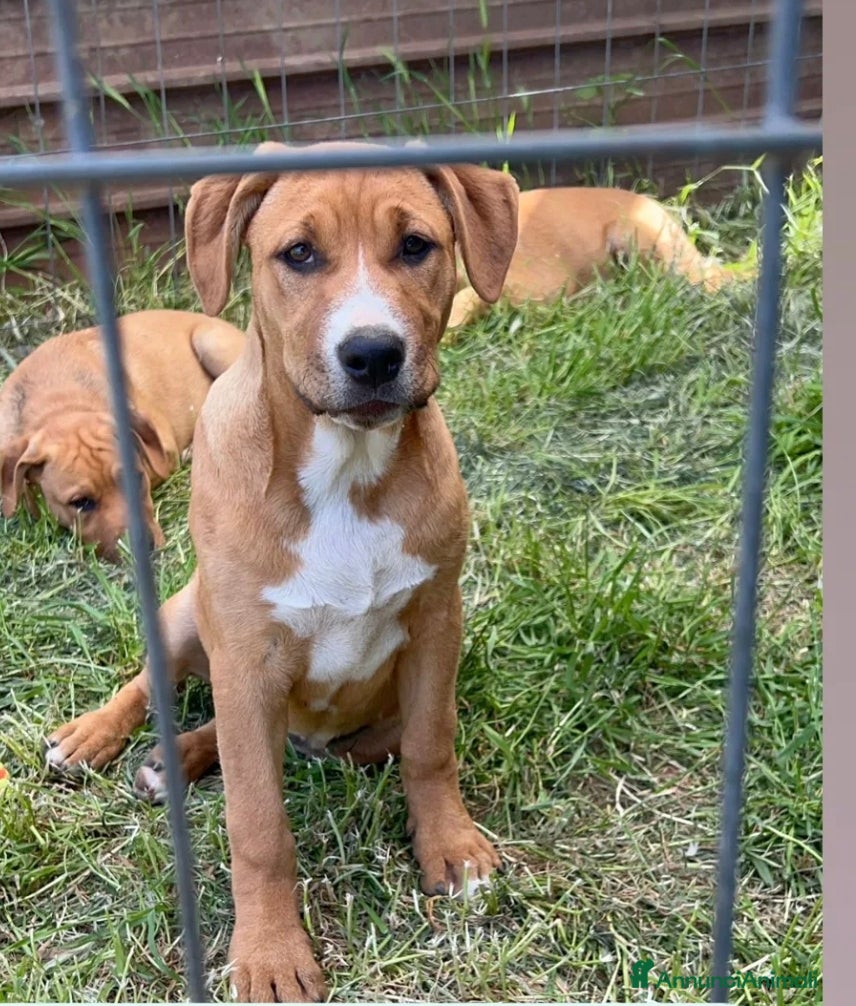 Meticcio cani Camilla! (25kg-5 mesi)  - Annuncio 3