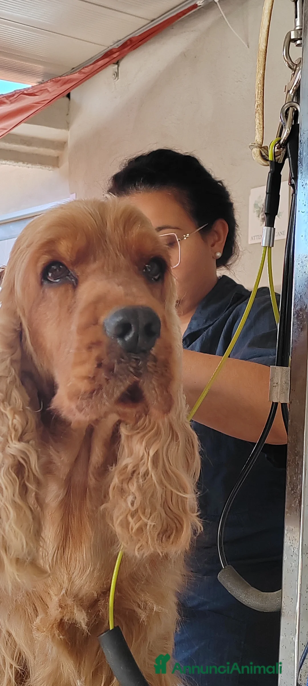 Cocker cani in regalo: Affido Gratuito – Cagnolina Fulva, Femmina - Annuncio 3