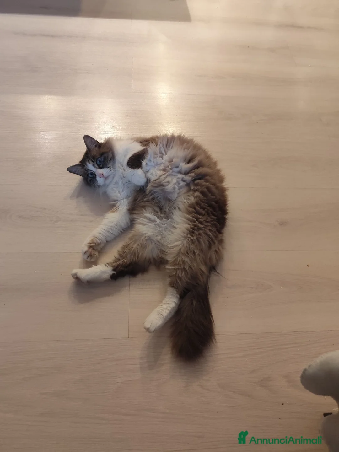 Ragdoll gatti in vendita: Gattini Ragdoll  - Annuncio 2