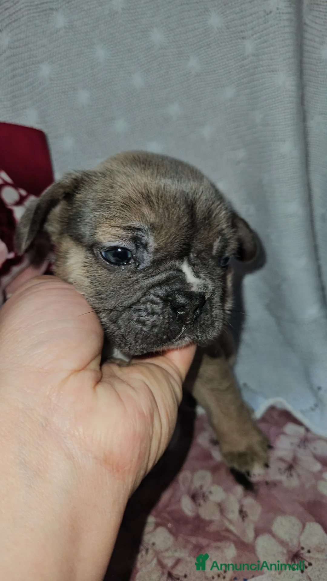 Bulldog Francese cani in vendita: Bulldog francese blue fawn - Annuncio 11