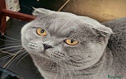 Scottish gatti in vendita: 2 femminucce scottish straight a Provincia di Trieste - Immagine 6
