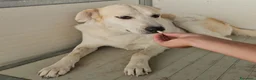 Meticcio cani in regalo: Gerry: equilibrato, docile, socievole  - Annuncio 5
