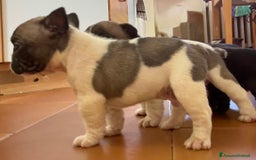 Bulldog Francese cani in vendita: Cuccioli bulldog francese a Provincia di Varese - Immagine 3