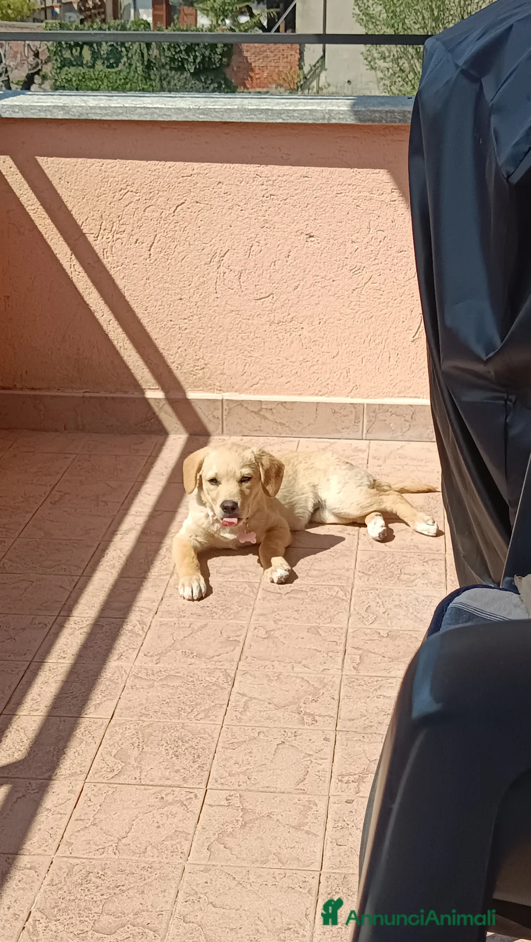 Meticcio cani in regalo: Cucciola meticcia di 3 mesi  a Città Metropolitana di Torino - Annuncio 1