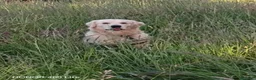 Golden Retriever cani per accoppiamento: Golden retriever inglese per accoppiamento a Provincia di Varese - Annuncio 2