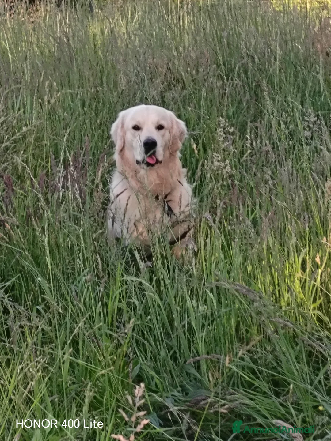 Golden Retriever cani per accoppiamento: Golden retriever inglese per accoppiamento a Provincia di Varese - Annuncio 2