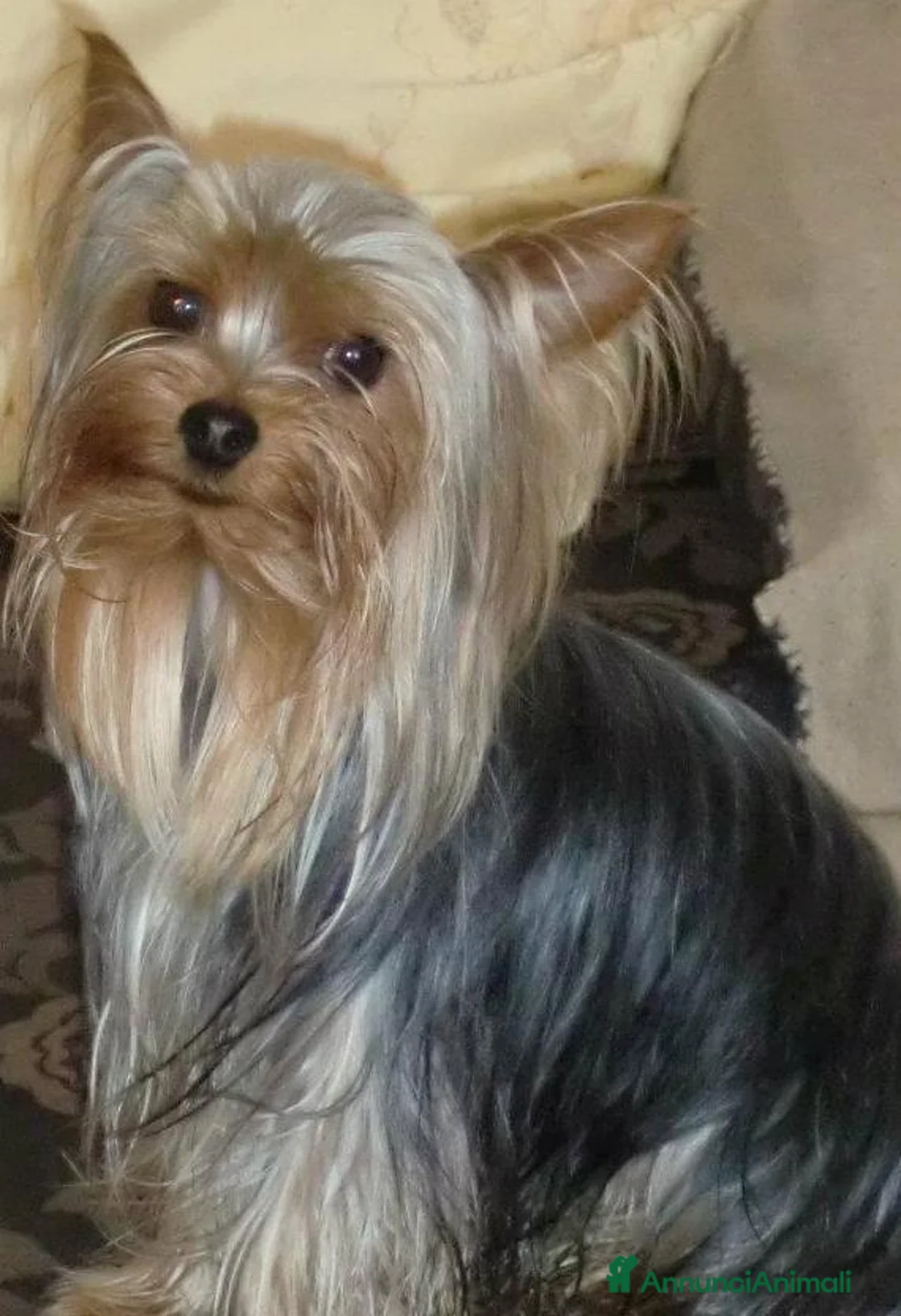 Immagine della galleria {{count}}