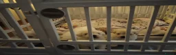 Maltese cani in vendita: Cuccioli di maltese - Annuncio 4
