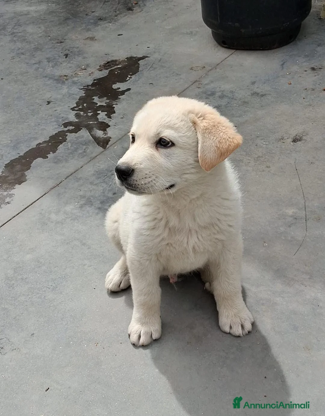 Meticcio cani in regalo: KIRO 💙 - cucciolo futura tg media abbondante - Annuncio 2