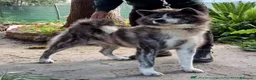 Akita Inu cani in vendita: AKITA - Annuncio 6