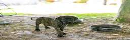Cane Corso cani in vendita: Cuccioli di Cane Corso pronti per la consegna - Annuncio 12