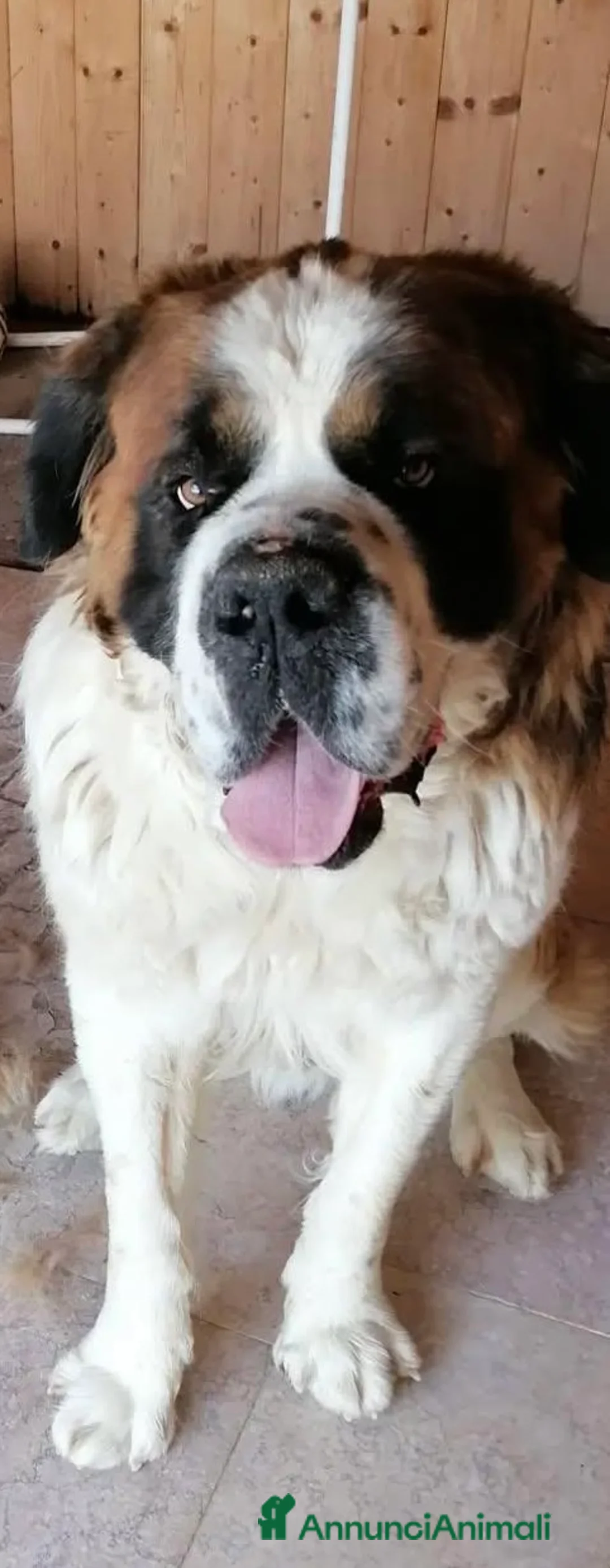 San Bernardo cani in regalo: San Bernardo  - Annuncio 2