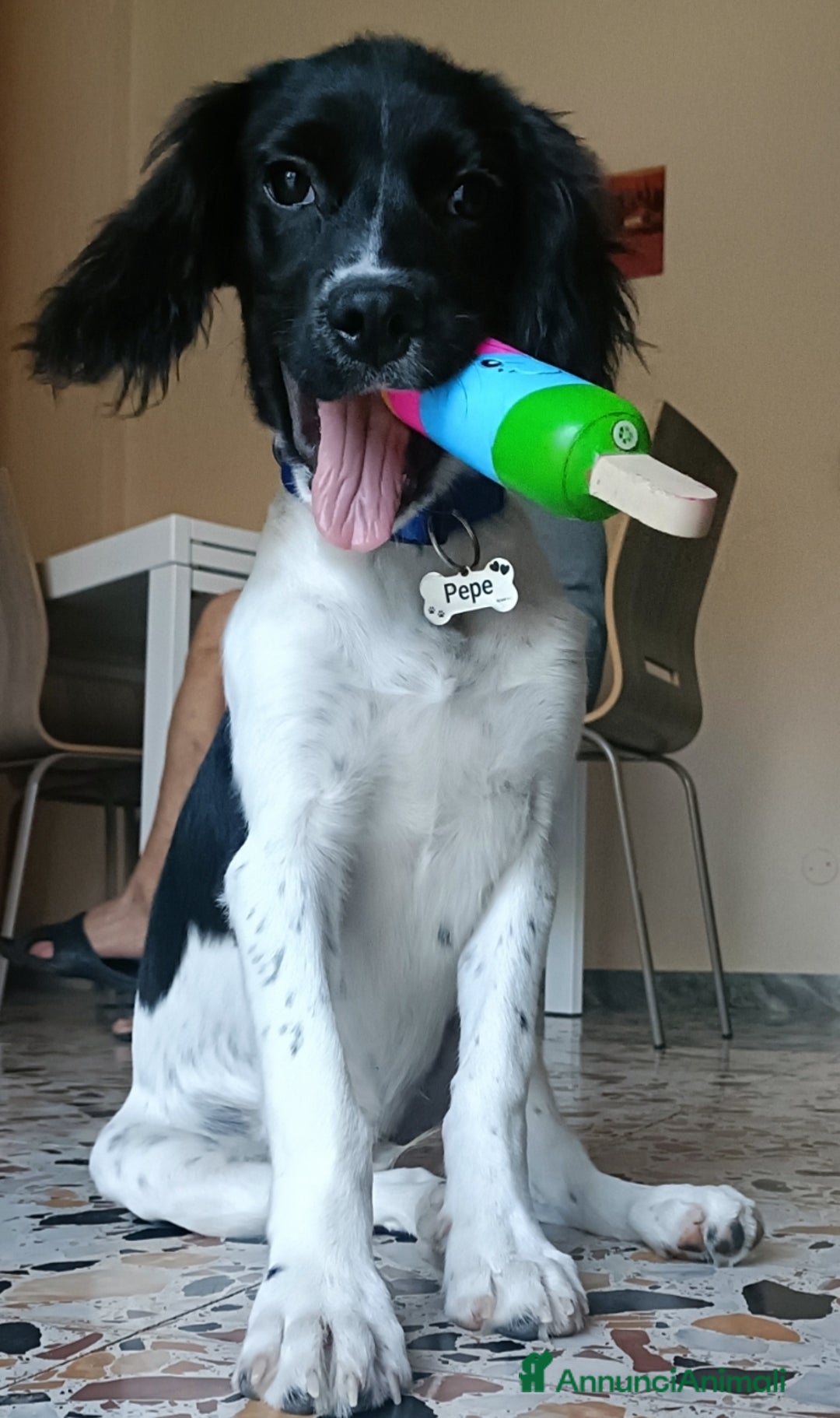 Breton cani in regalo: Cucciolo incrocio Breton Springer  - Annuncio 3