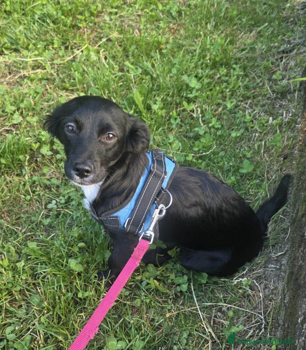 Meticcio cani 4mesi tg piccola futura salvata da 1lager! BERGAMO - Annuncio 28