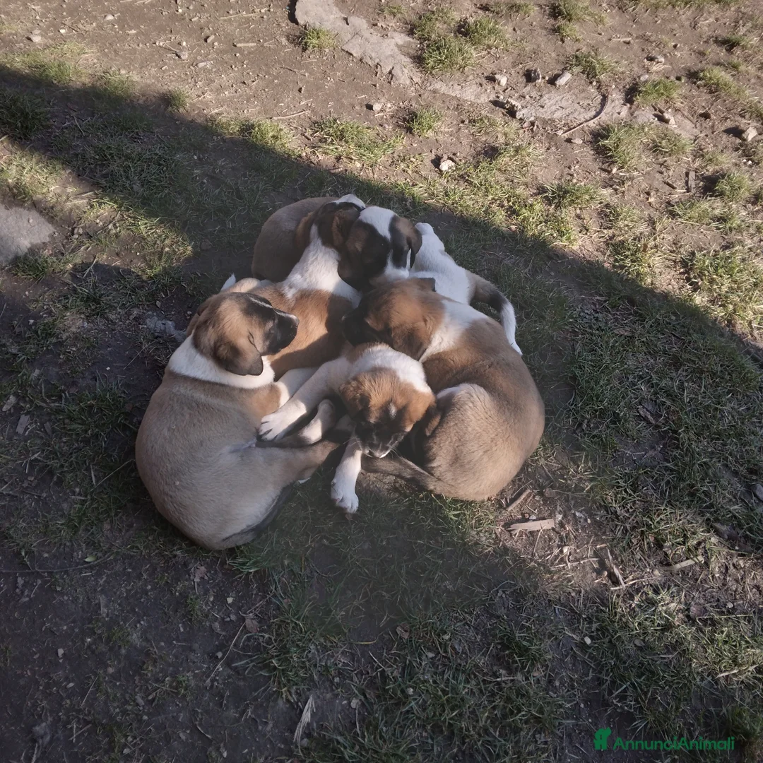 Pastore Asia Centrale cani in vendita: Cuccioli di pastore dell asia centrale  - Annuncio 3