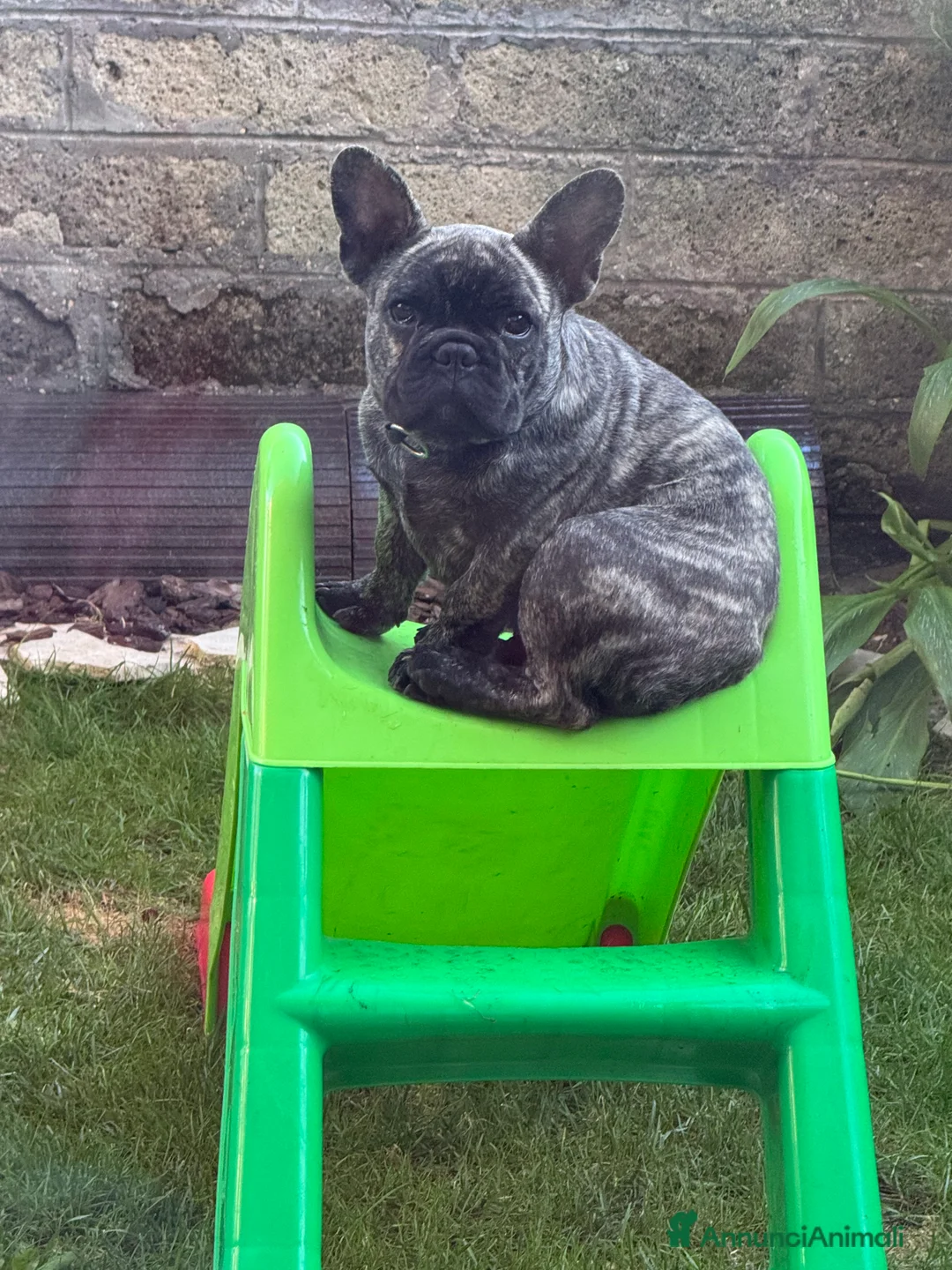 Bulldog Francese cani in vendita: Bulldog francese  - Annuncio 2