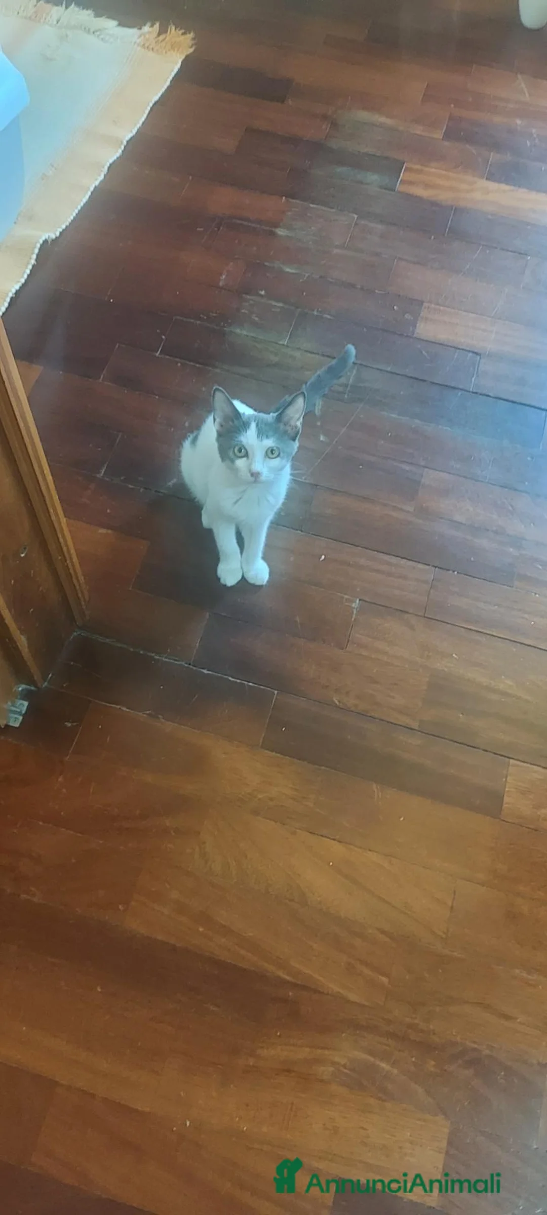 Europeo gatti in regalo: Gattine in cerca di adozione a Bologna  - Annuncio 2