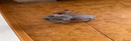Sphynx gatti in vendita: Cuccioli sphynx - Annuncio 7
