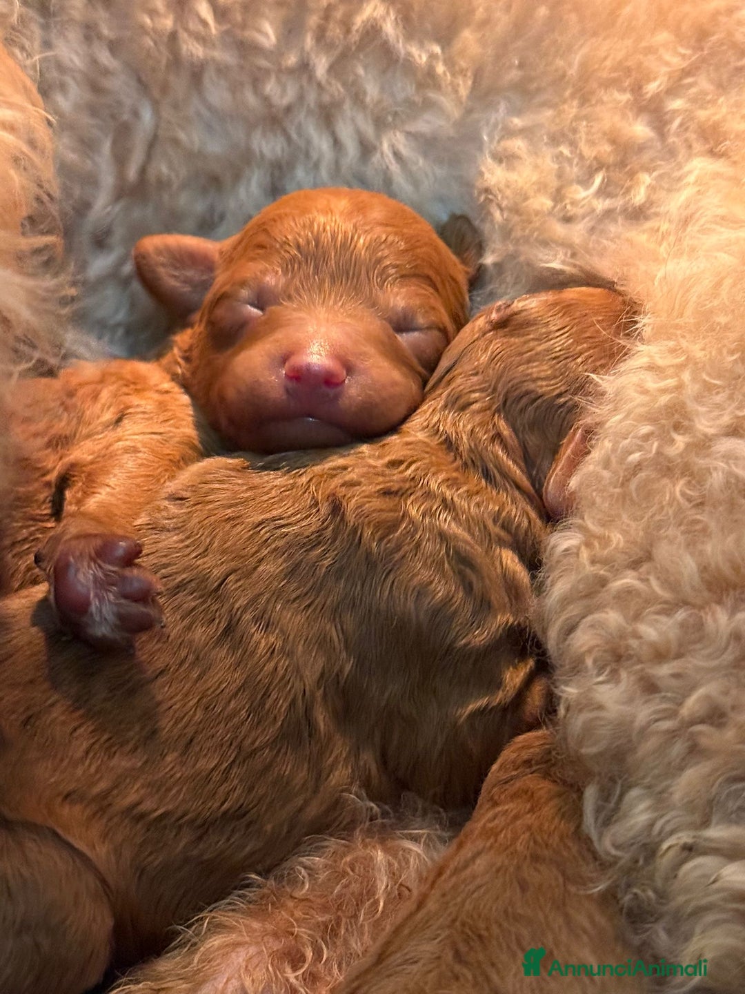 Barboncino Toy cani in vendita: Barboncino Toy/Mini toy - Annuncio 2