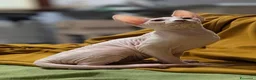 Sphynx gatti in vendita: 3 Gattini  Canadian Sphynx con PEDIGREE - Annuncio 8