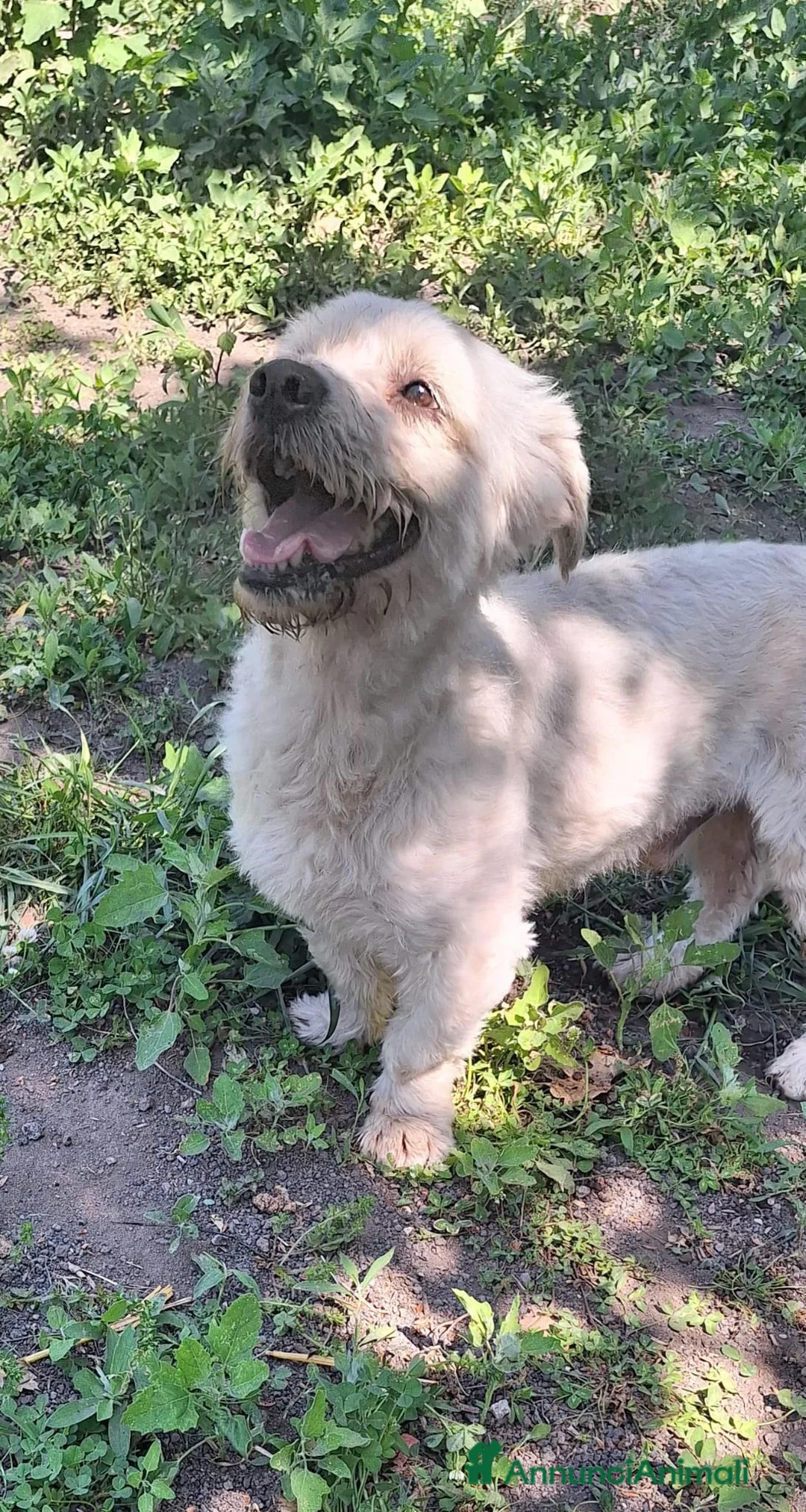 Maltese cani in regalo: Teddy  a Città Metropolitana di Napoli - Annuncio 2