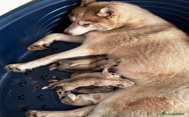 Husky cani a Provincia di Pavia - Annuncio 3