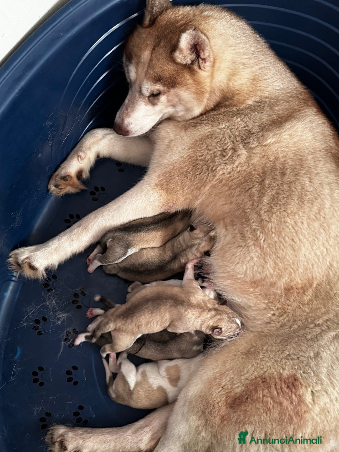 Husky cani in vendita: Cuccioli di Siberian Husky occhi azzurri ped. ENCI a Provincia di Pavia - Immagine 1