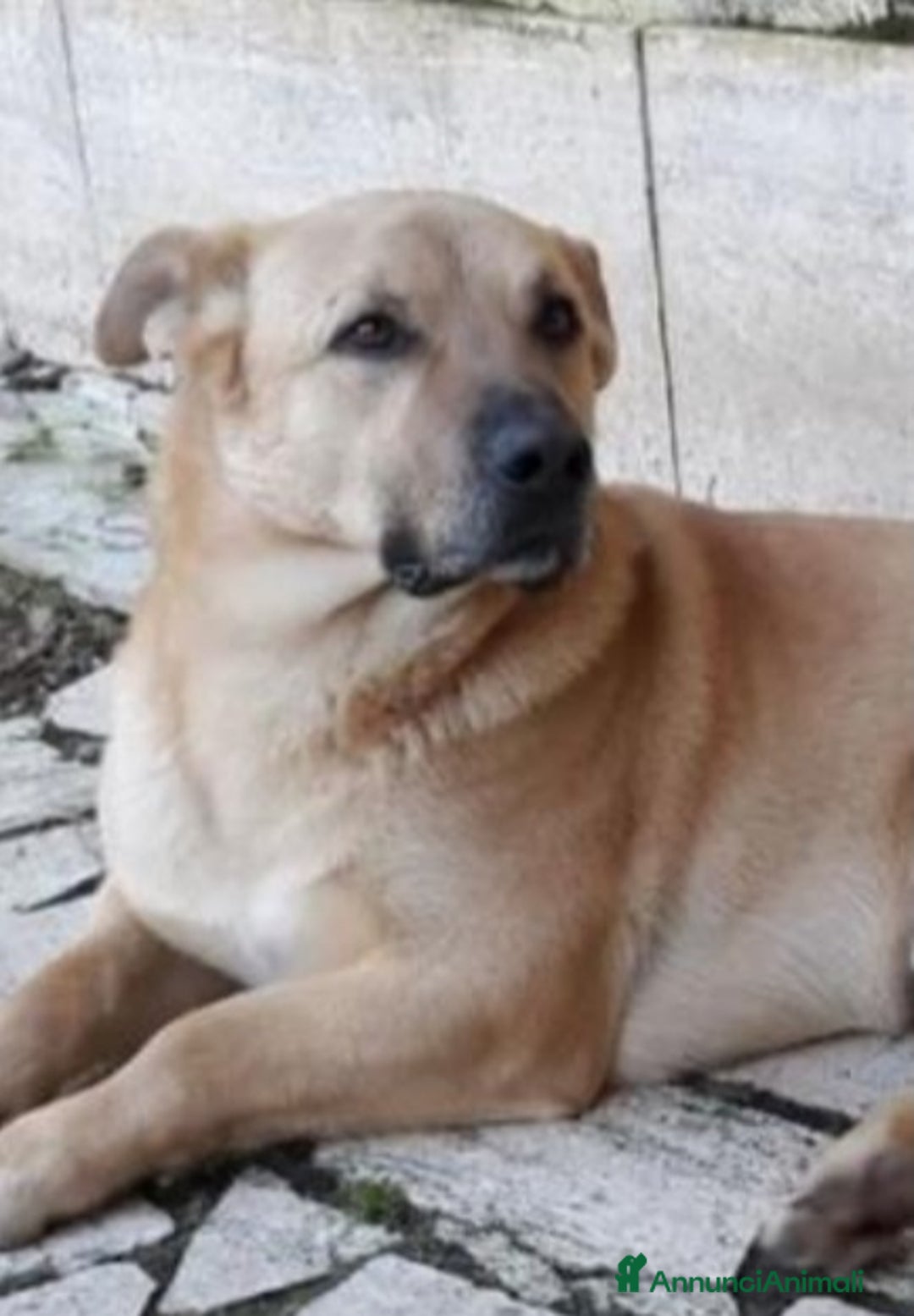 Meticcio cani in regalo: Red 4anni zampette corte in canile ROMA a Città metropolitana di Milano - Annuncio 4
