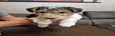 Fox Terrier 1