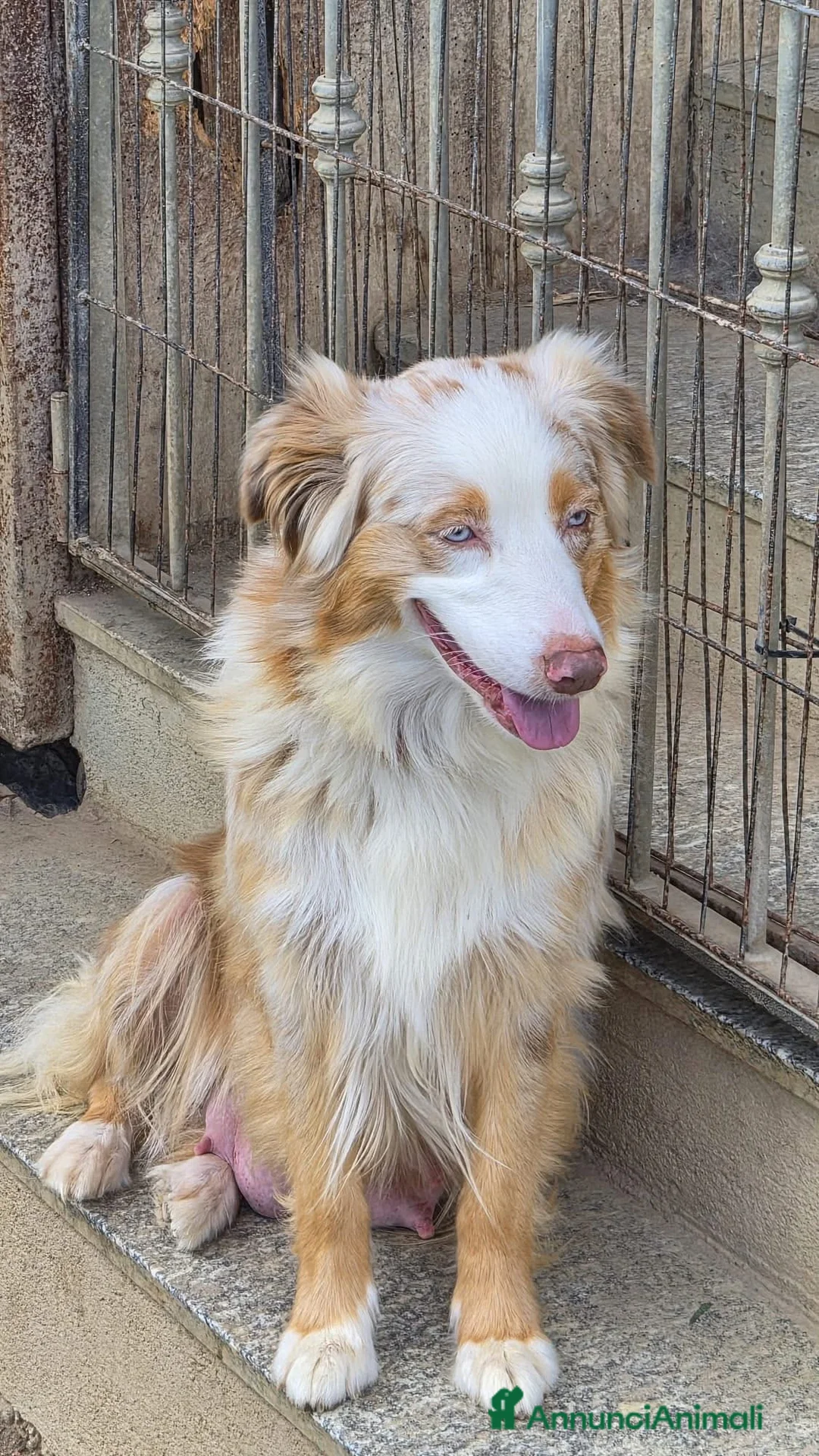 Australian Shepherd cani in vendita: Cucciolo pastore australiano black tricolor - Annuncio 9
