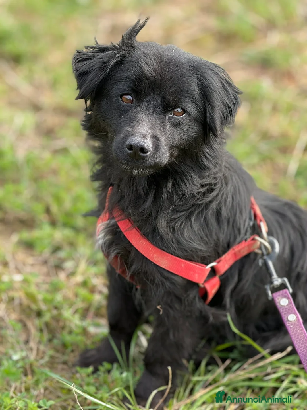 Meticcio cani in regalo: MONICA, coccolona in nero! TG PICCOLA - Annuncio 2