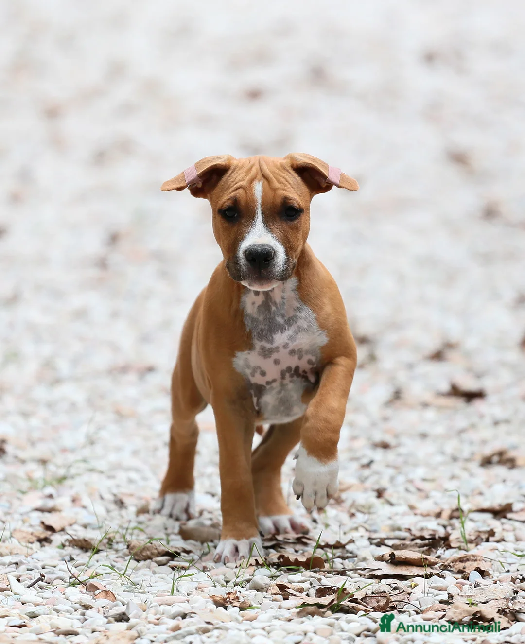 American Staffordshire cani in regalo: Maschio cucciolo cerca una casa affidabile. a Provincia di Rimini - Annuncio 5