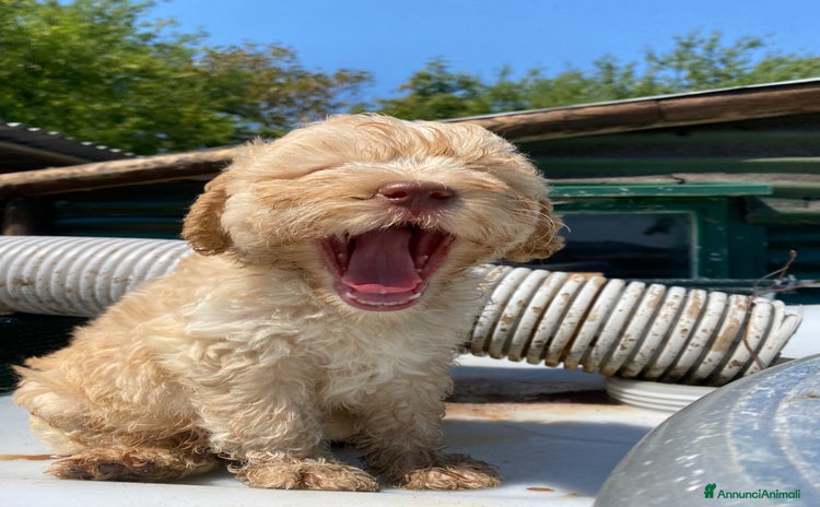 Lagotto cani - Annuncio 1
