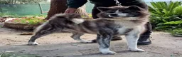 Akita Inu cani in vendita: Akita a Città metropolitana di Messina - Annuncio 2