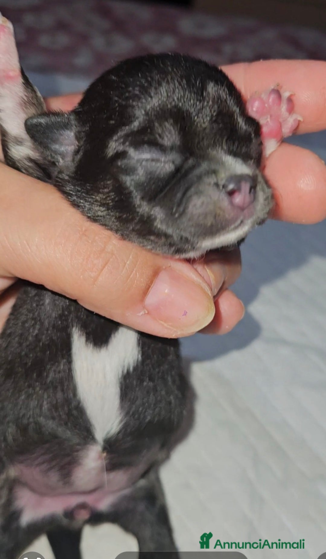 Chihuahua cani in vendita: Chihuahua toy pedigree Enci  - Annuncio 9