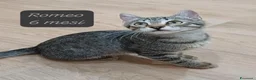 Europeo gatti in regalo: Gattini destinati alla colonia! a Provincia di Ferrara - Annuncio 5